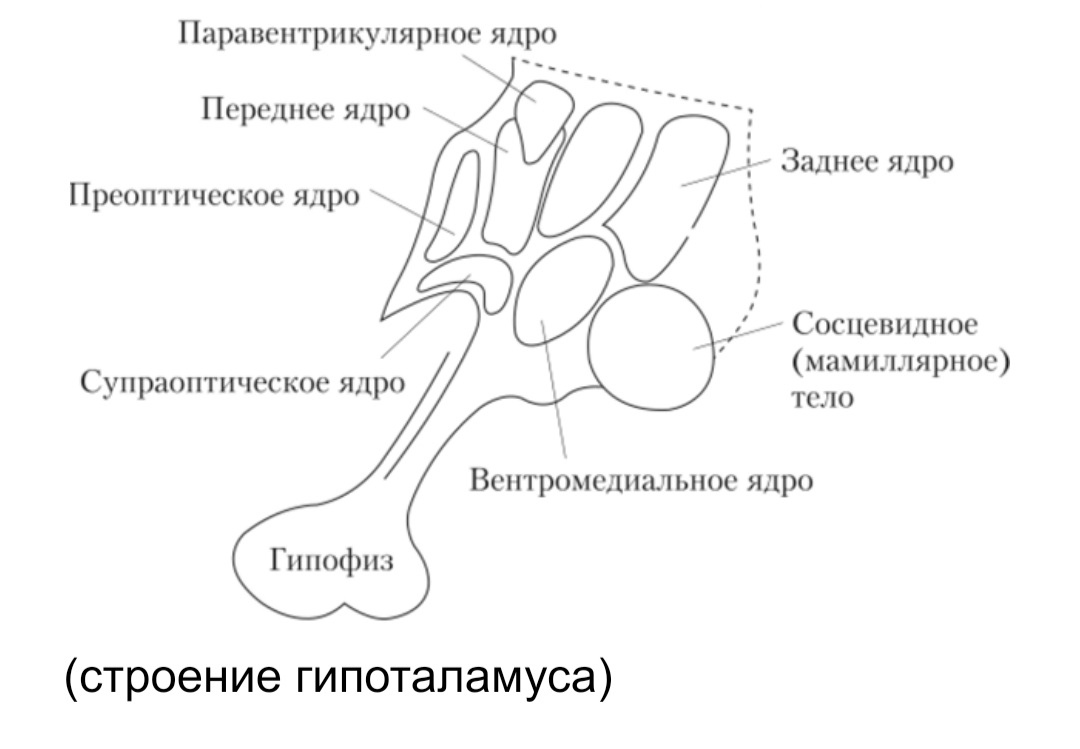 Стимуляция переднего и латерального гипоталамуса формирует. Ядра гипоталамуса схема. Паравентрикулярное ядро гипоталамуса. Латеральные ядра гипоталамуса. Схема расположения ядер гипоталамуса.