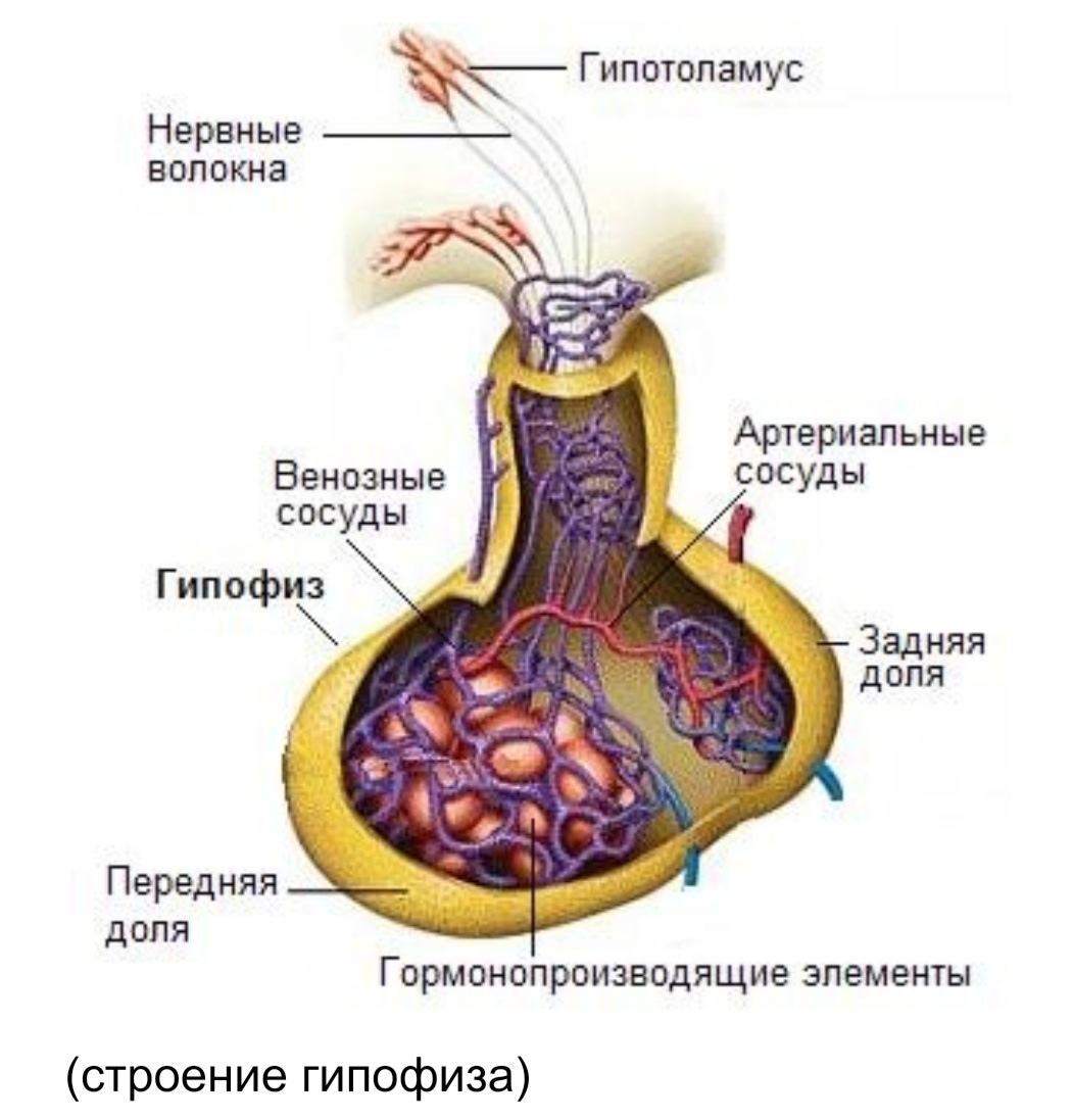 Какие процессы происходят в организме перед тем, как выбросится кортизол? |  Пикабу