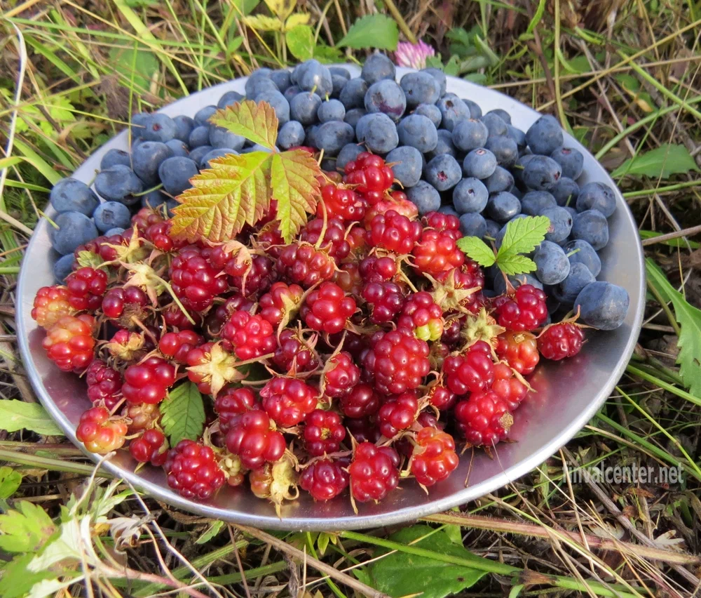 Какая ягода вкуснее. Княженика ягода Дикая. Дорогие ягоды. Необычные ягоды России. Самая вкусная ягода.