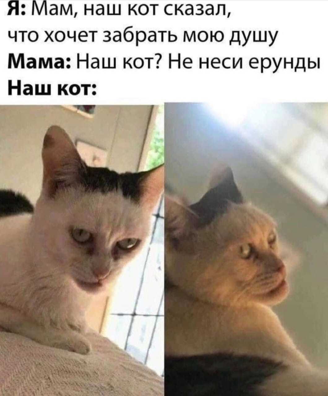 Мой котя | Пикабу