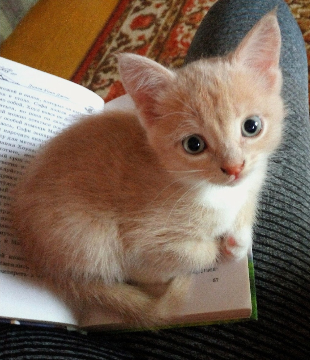 До какого возраста коты котята. До какого возраста коты котята