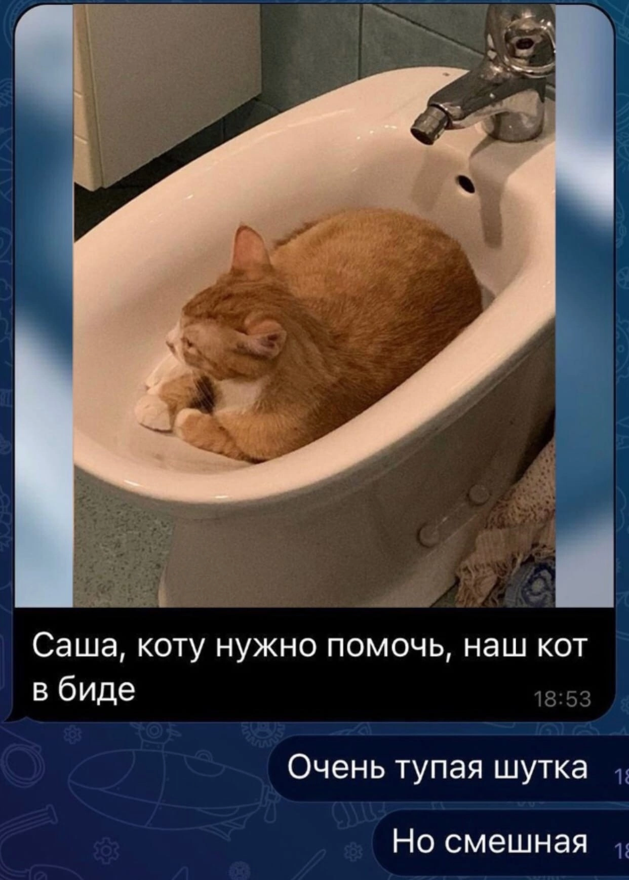 Смешная Картинка: Коту нужна помощь, наш кот в биде