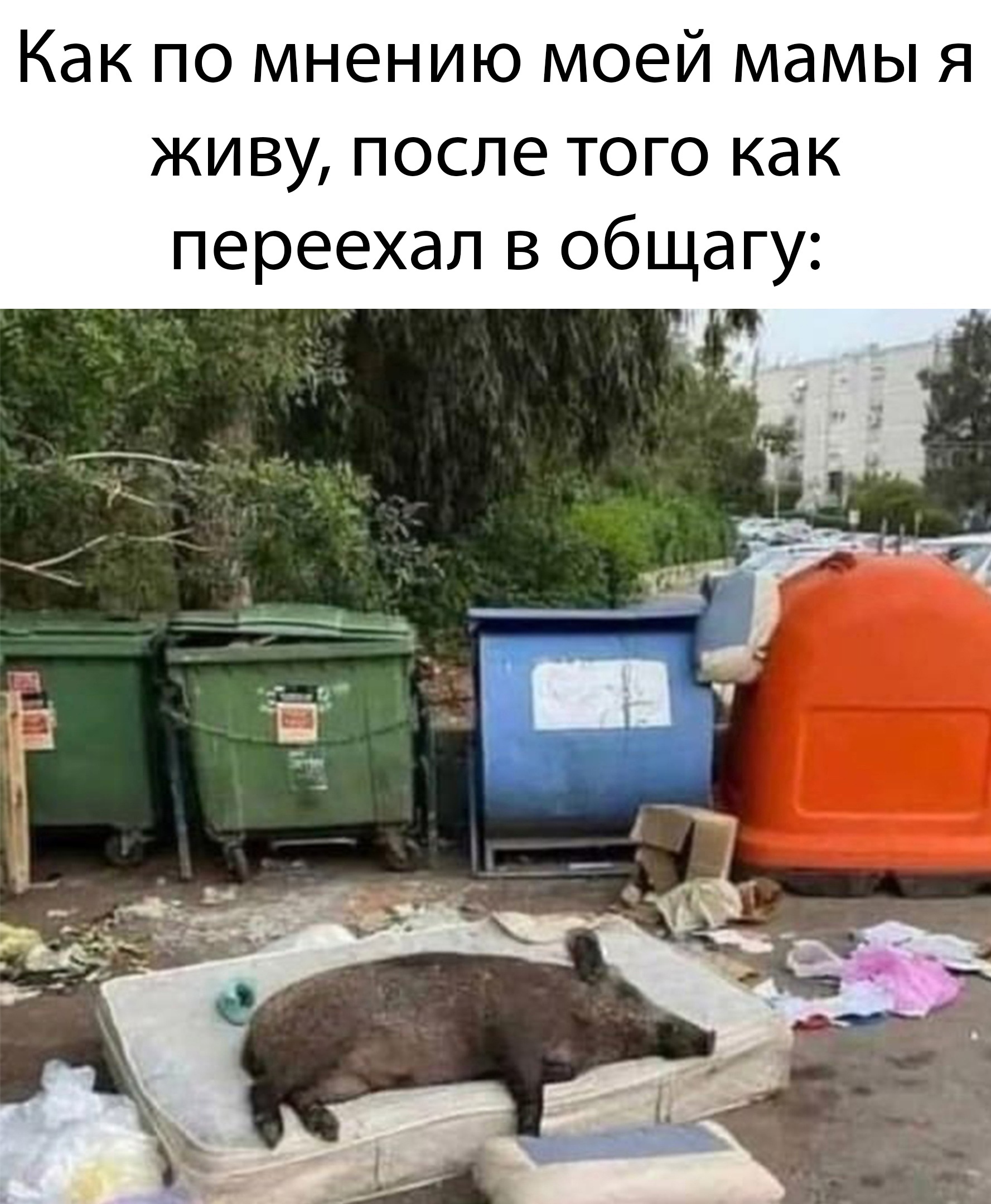 Кабан спит на матрасе