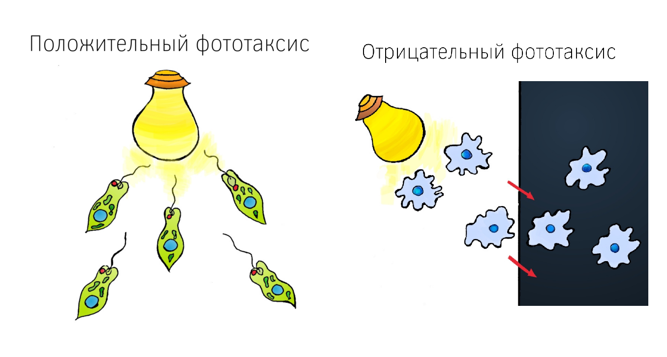 В изображенном на рисунке опыте экспериментатор разместил источник света над водой с живыми амебами