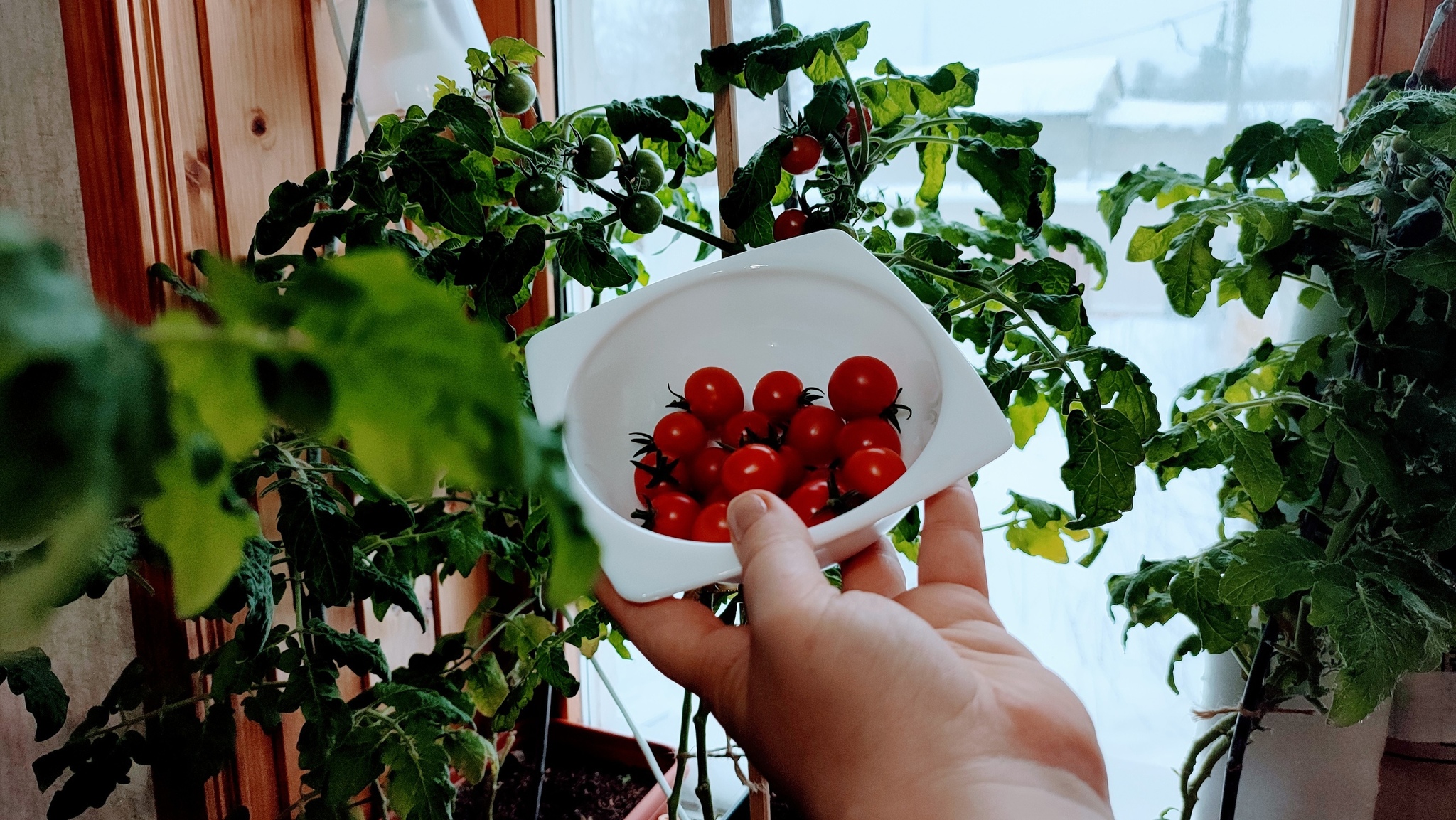 балконные томаты фото