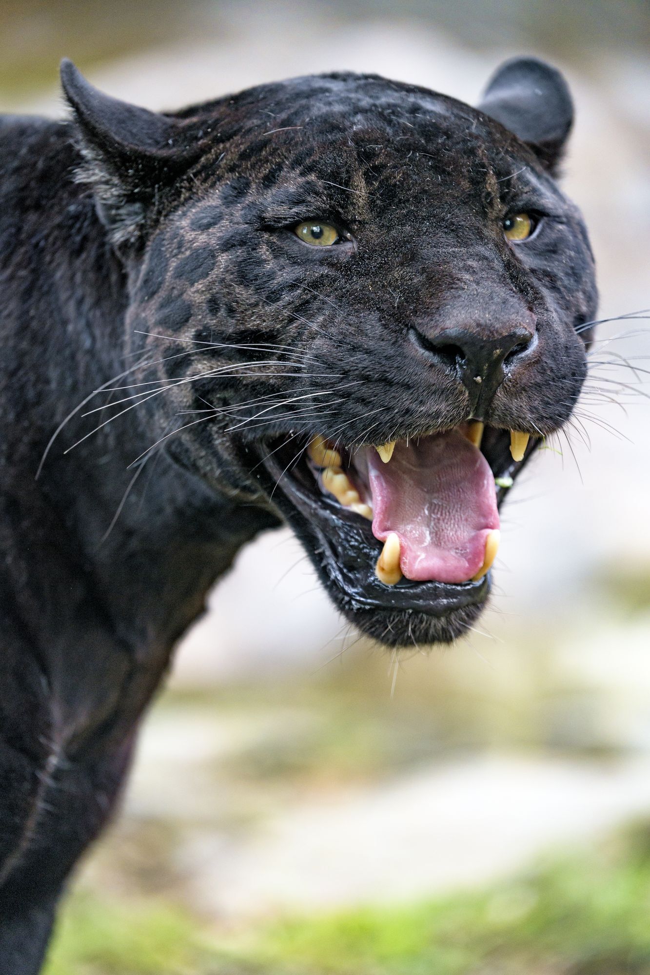 Значение словосочетания «чёрная пантера»