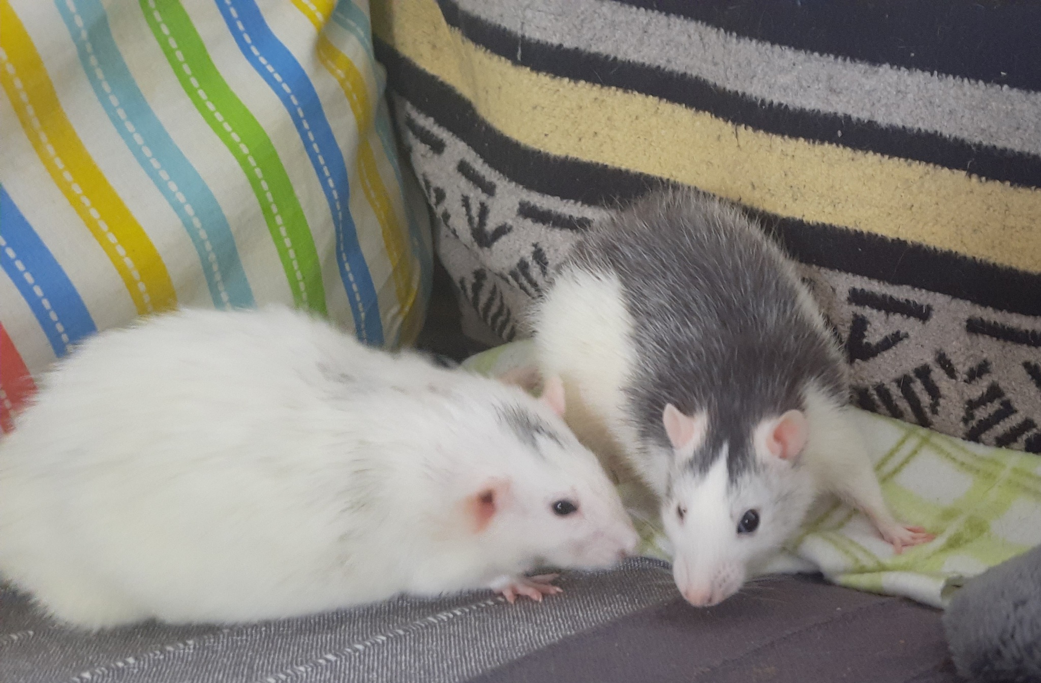 Выпас крыс | Пикабу