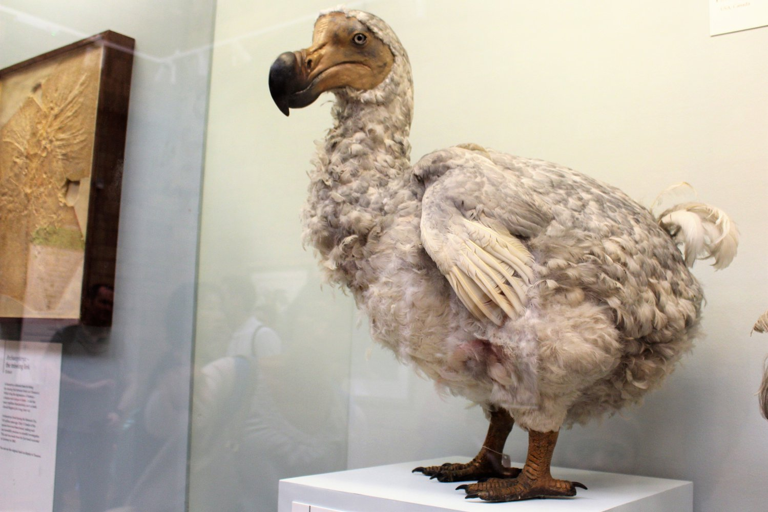Геном вымершей птицы додо впервые удалось секвенировать | Пикабу