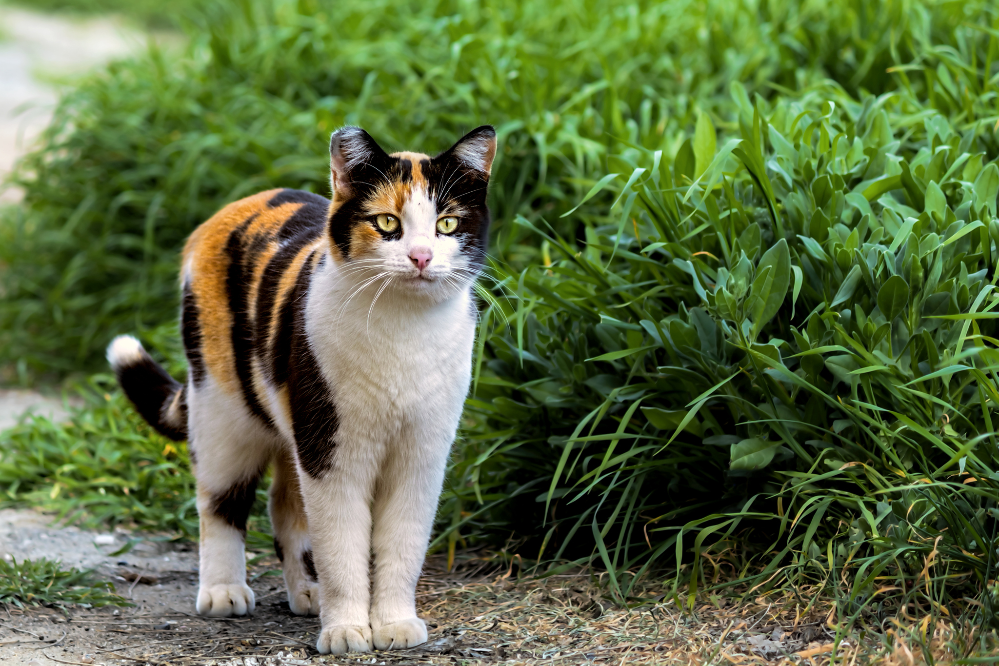 Трехцветные кошки длиннохвостые Дикие кошки девушки