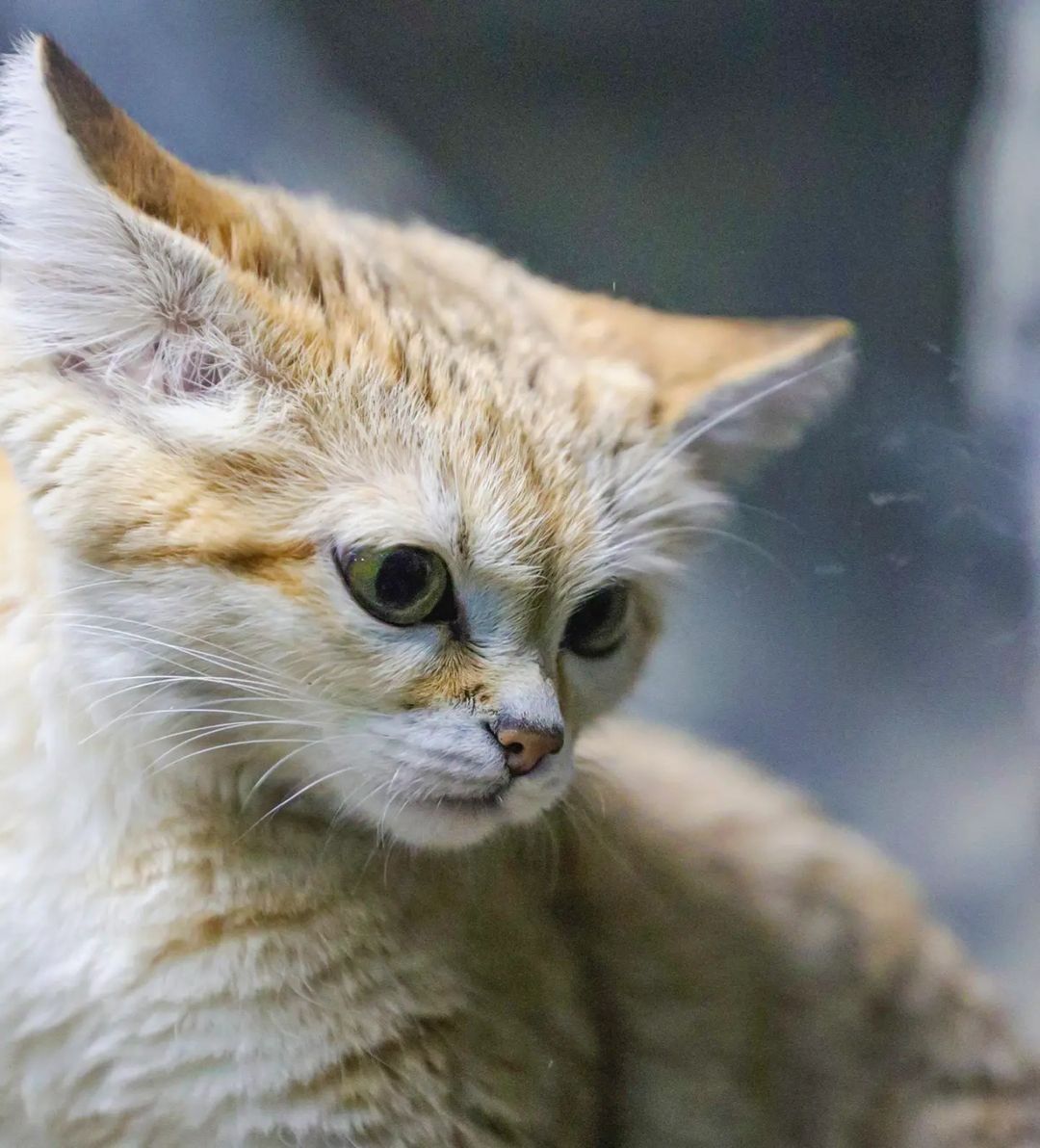 Барханная кошка Амира | Пикабу