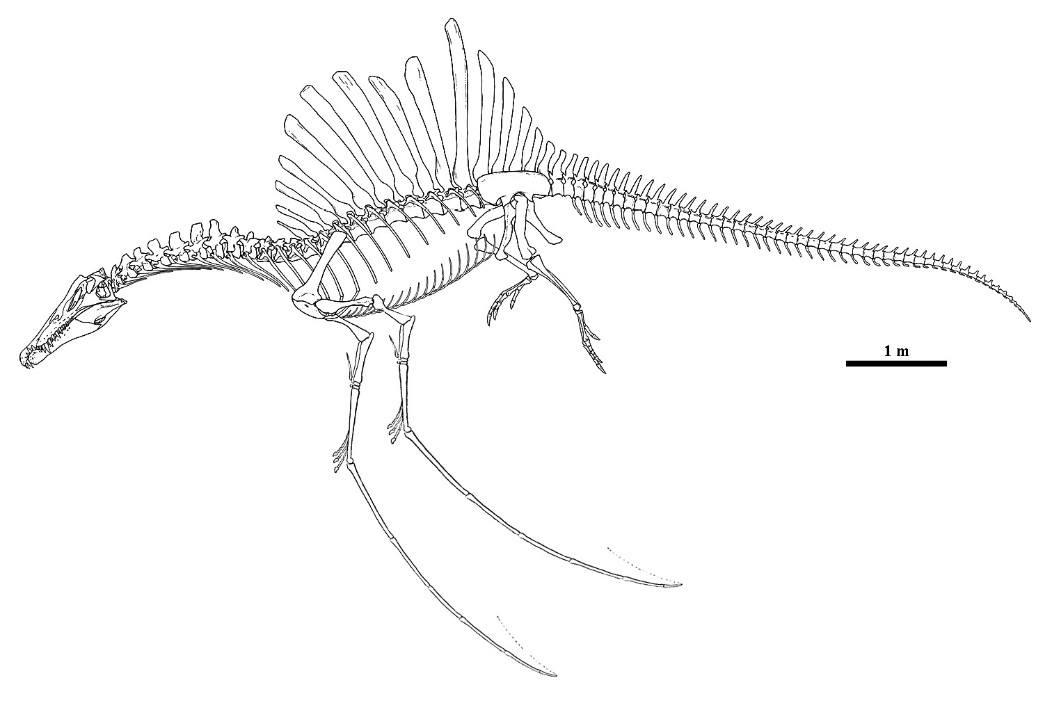 Спинозавр скелет 2020