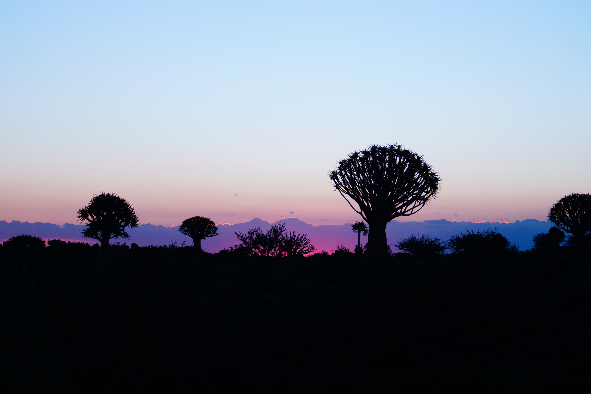 Фото с Намибии дерево на фоне ночи Птушкин