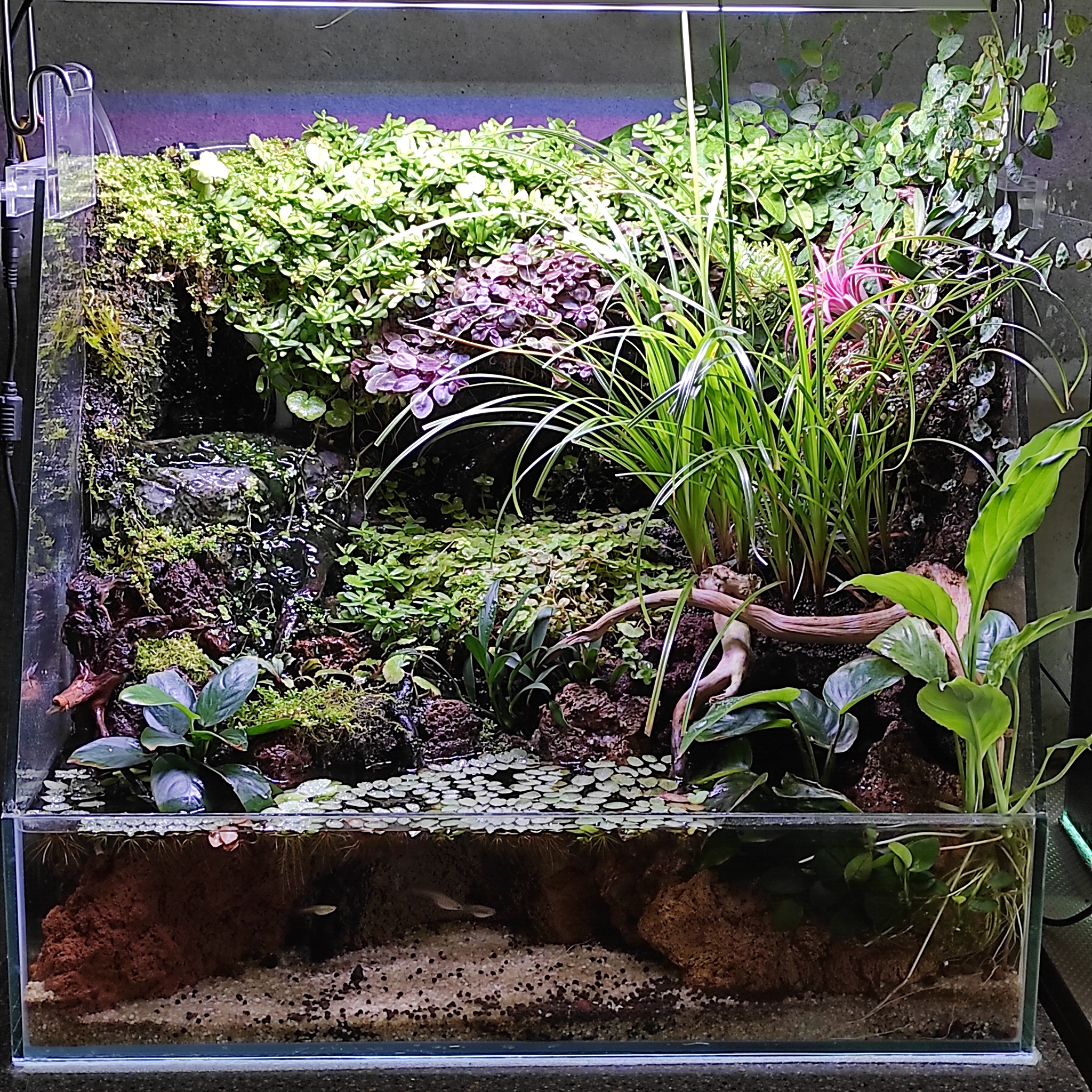 Как красиво оформить аквариум самому: дизайн с камнями, корягами, грунтом, растениями