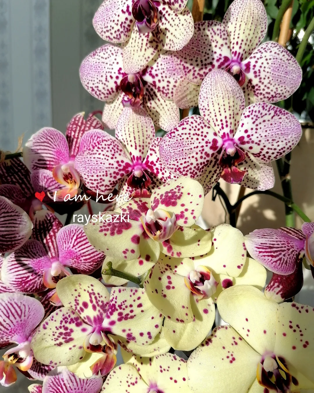 Удобрения для орхидей | Пикабу