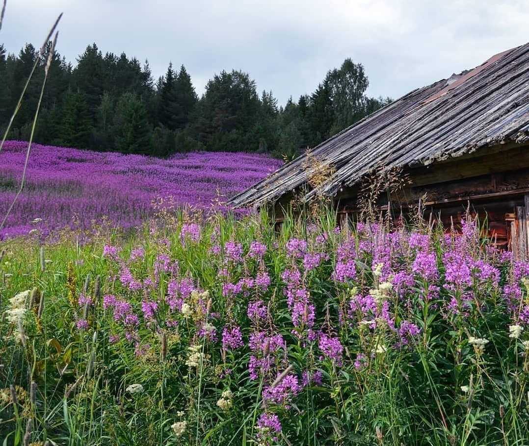 Фото иван чая в природе фото