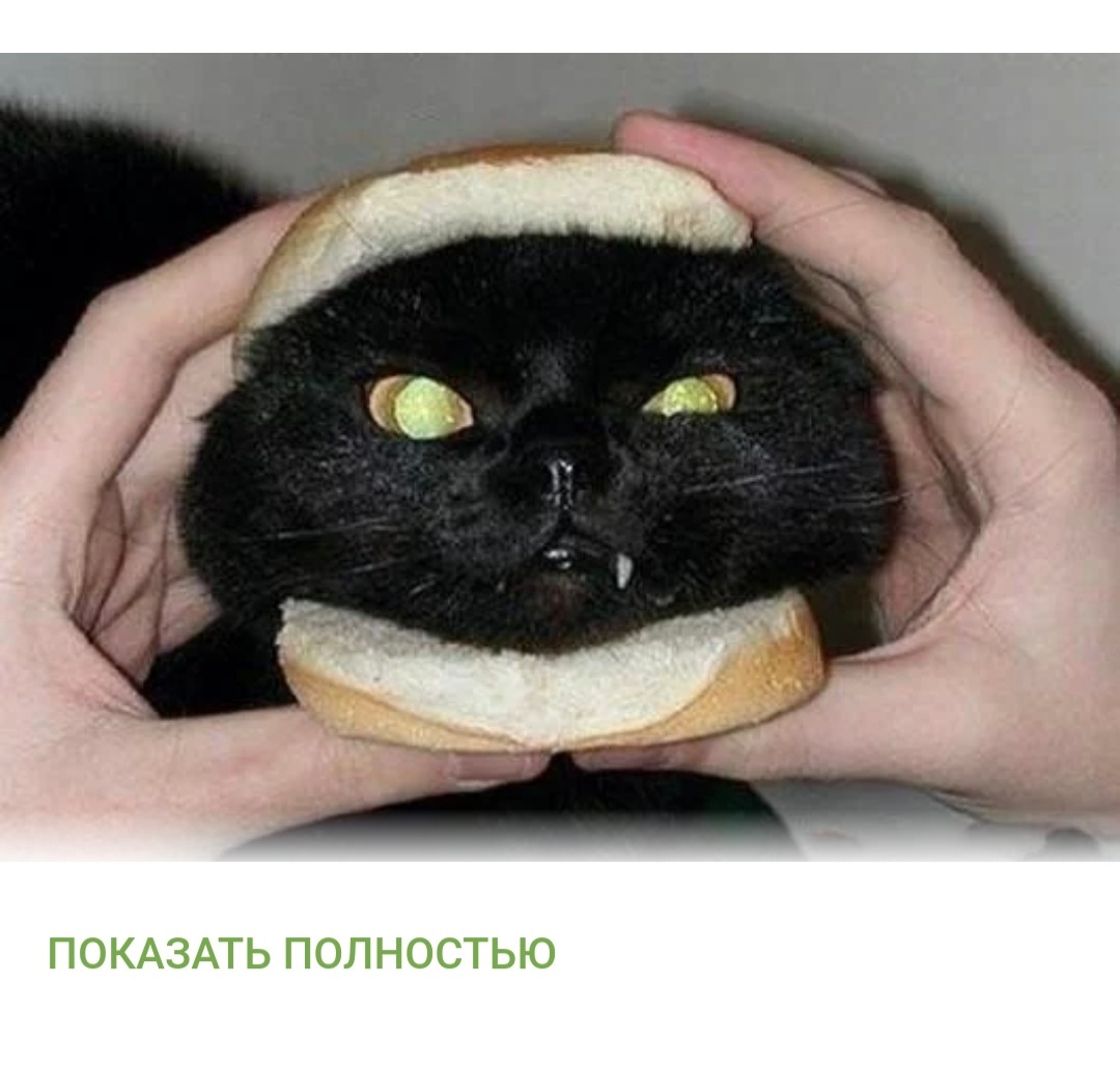 Кот с чебуреком. Кот бутерброд. Кот демотиватор. Котэ демотиваторы. Коты демотиваторы приколы.