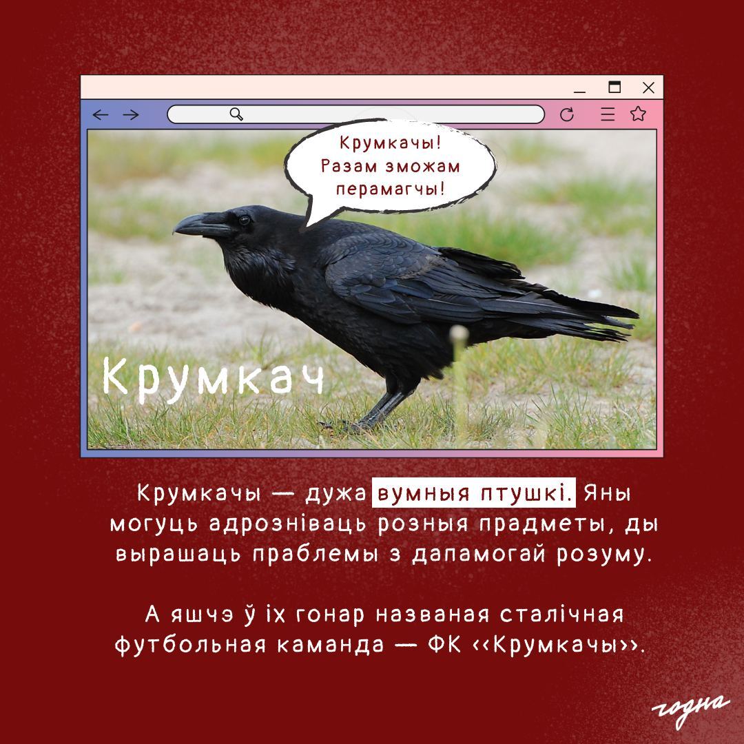 Міні-дапаможнік па назвам птушак на беларускай мове | Пикабу