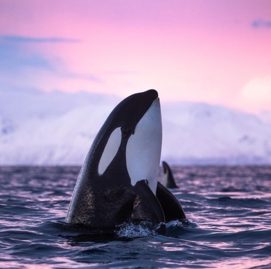 Orca Whale tongue