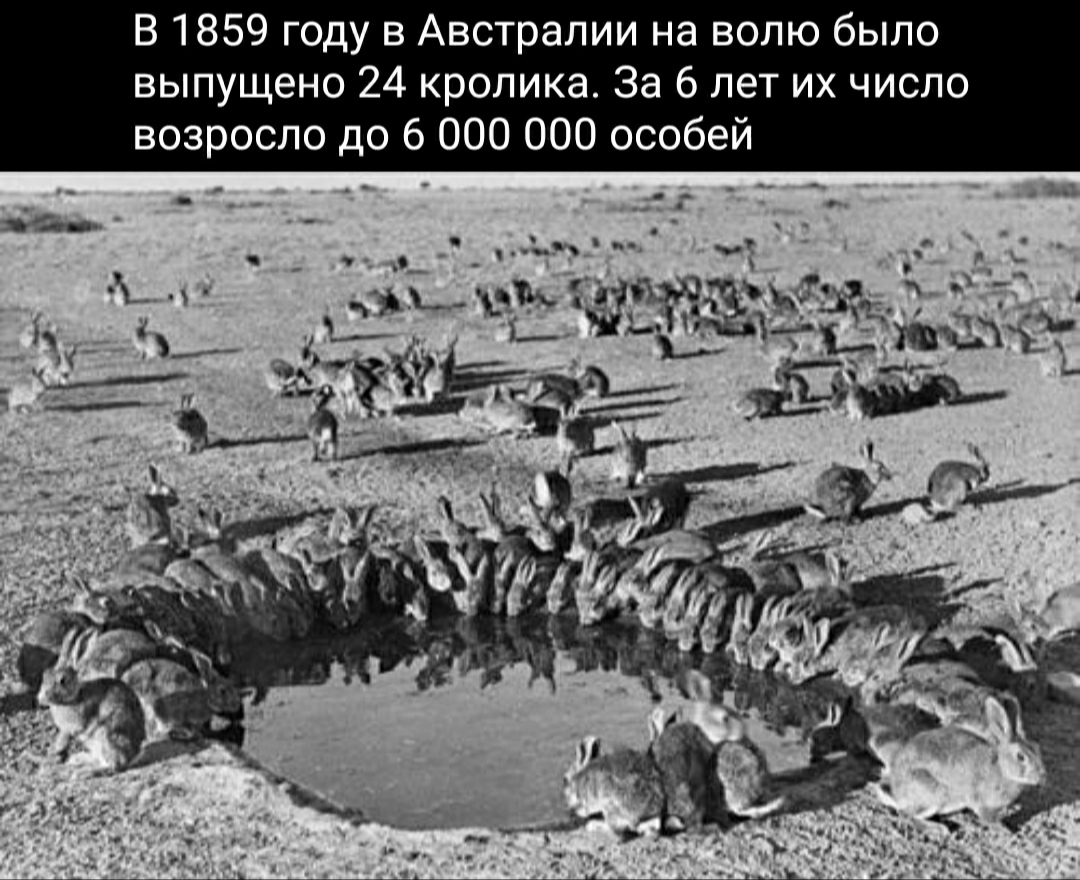 Кролики | Пикабу