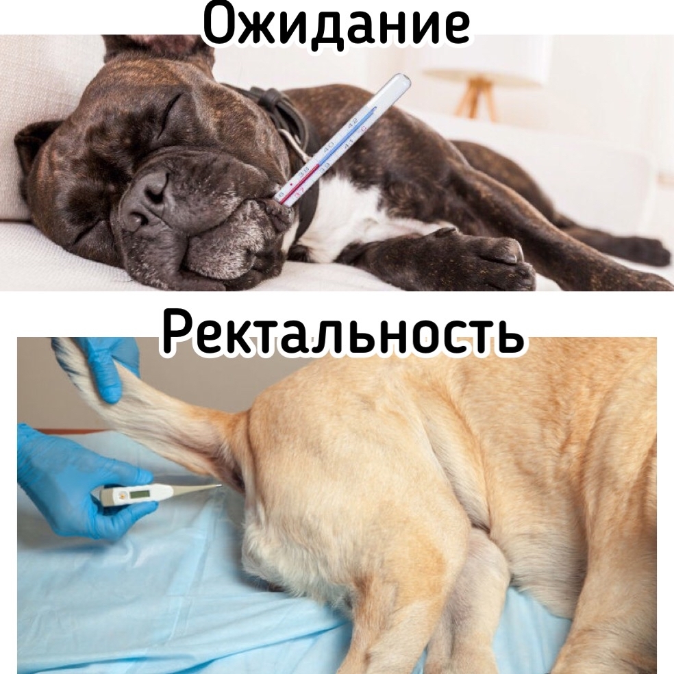 собака с градусником