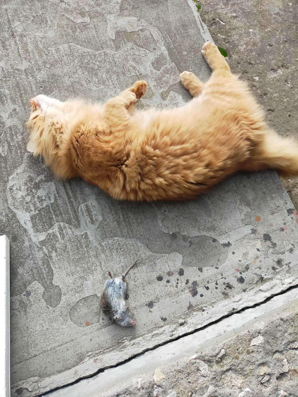 Котофей и трофей | Пикабу