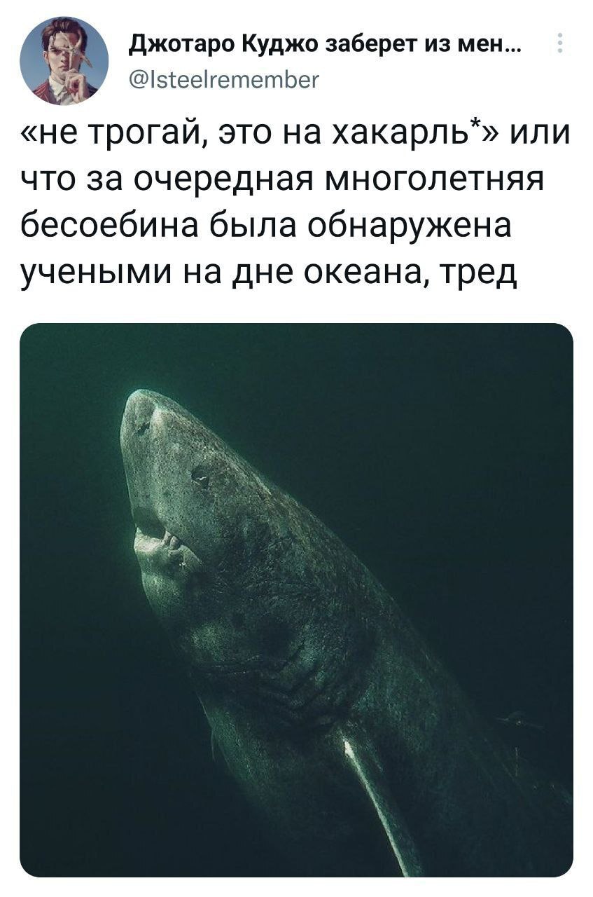 Представляю вашему вниманию - Гренландская полярная акула | Пикабу