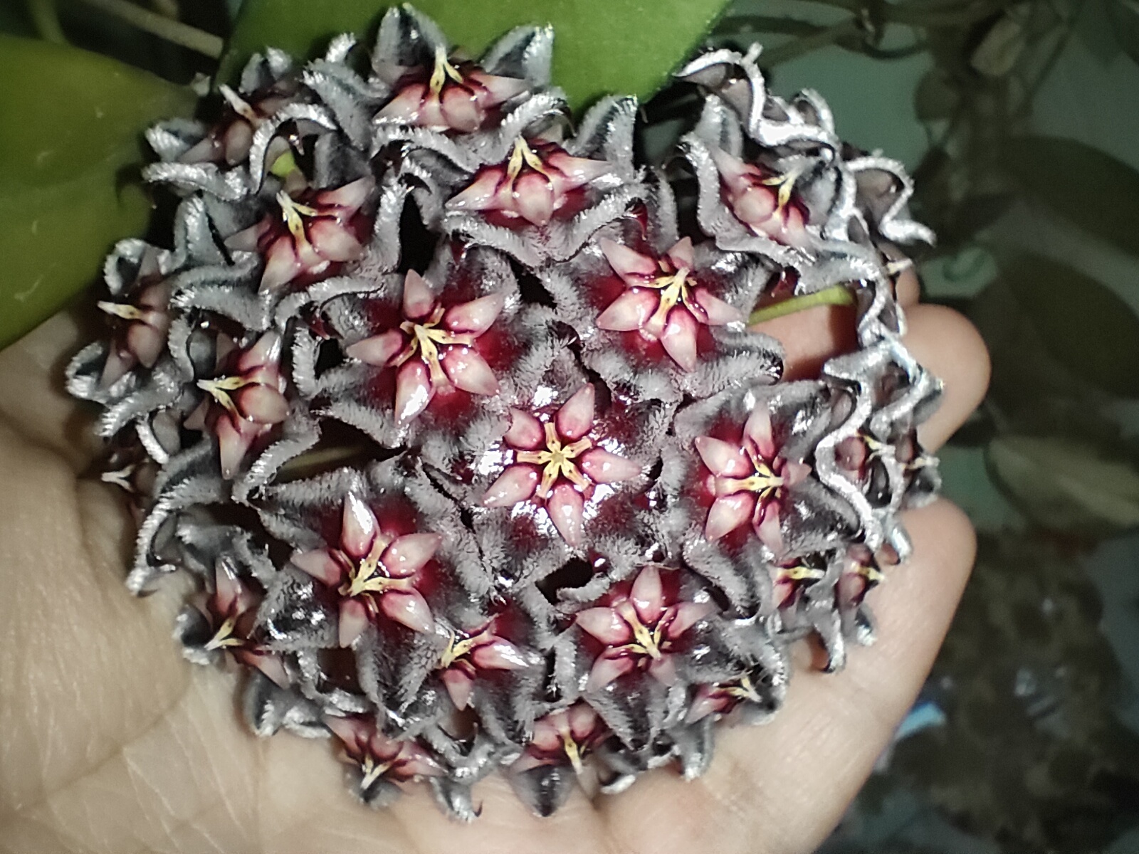 Мой домашний дракон (Hoya Pubicalyx black dragon) | Пикабу