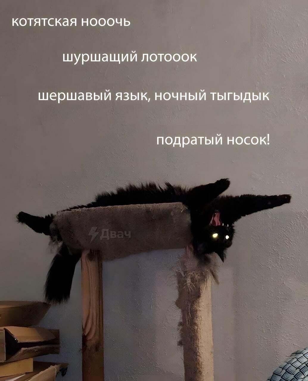 Котолодин | Пикабу