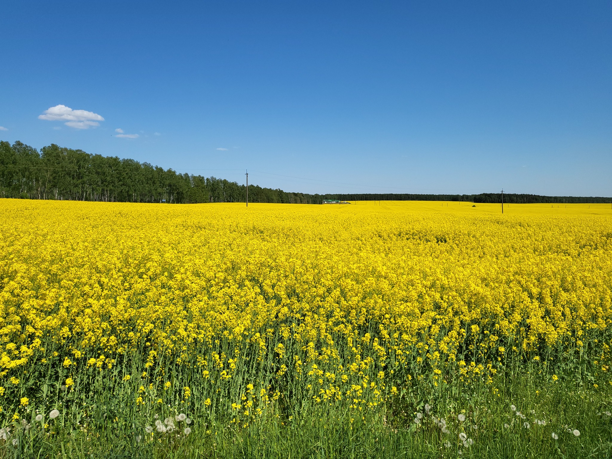 Беларусь Поле Фото