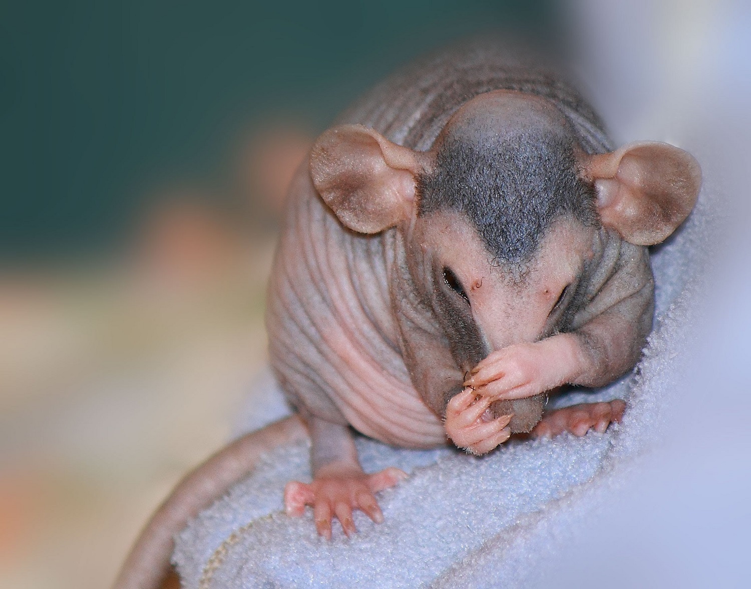 Крыса декоративная голая (Rattus norvegicus f. domesticus) купить за руб. — ZOOMIX