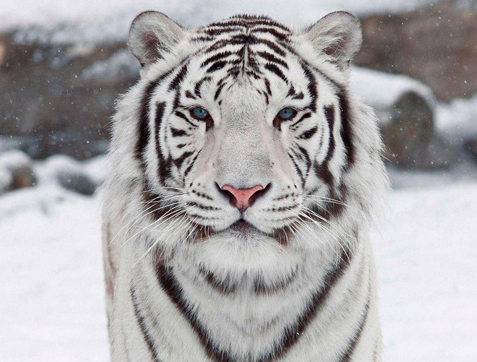 Влюбленные тигры - 75 фото