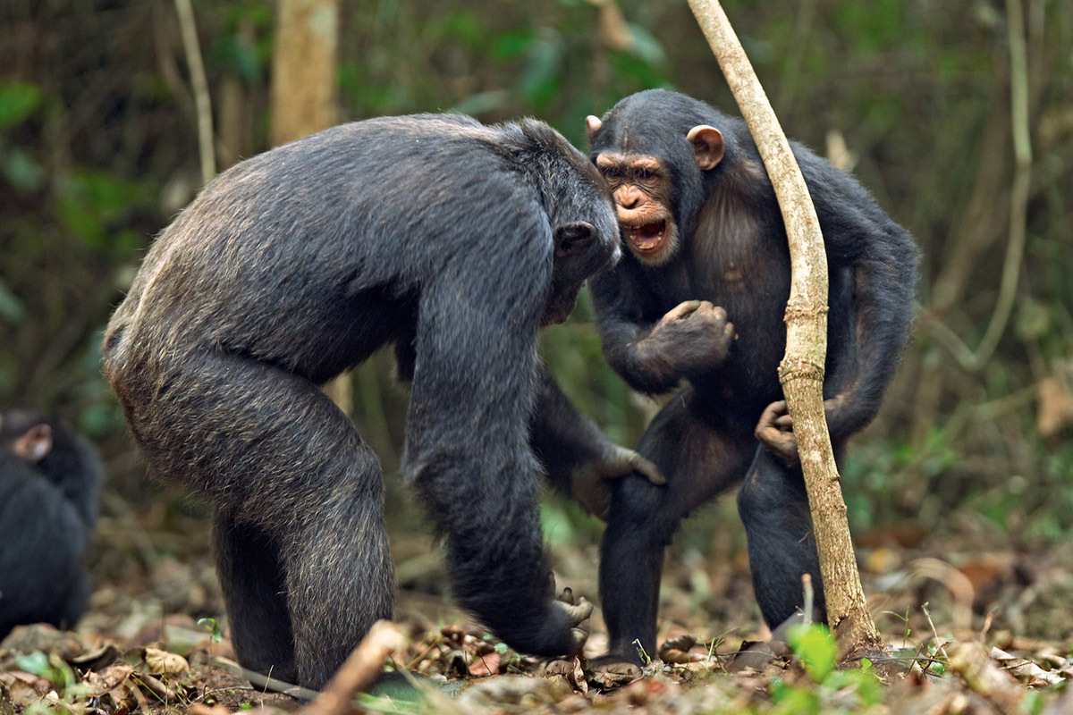 Оказывается, обезьяны умеют общаться «словами»!!!