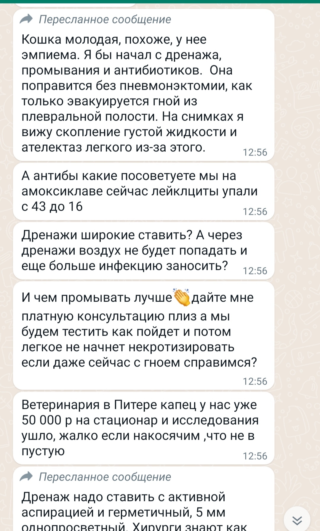 Продолжение поста «Продолжаю лечить домашнюю кошку Мусю, на которую напала  хозяйская собака. Едем на КТ с контрастом» | Пикабу