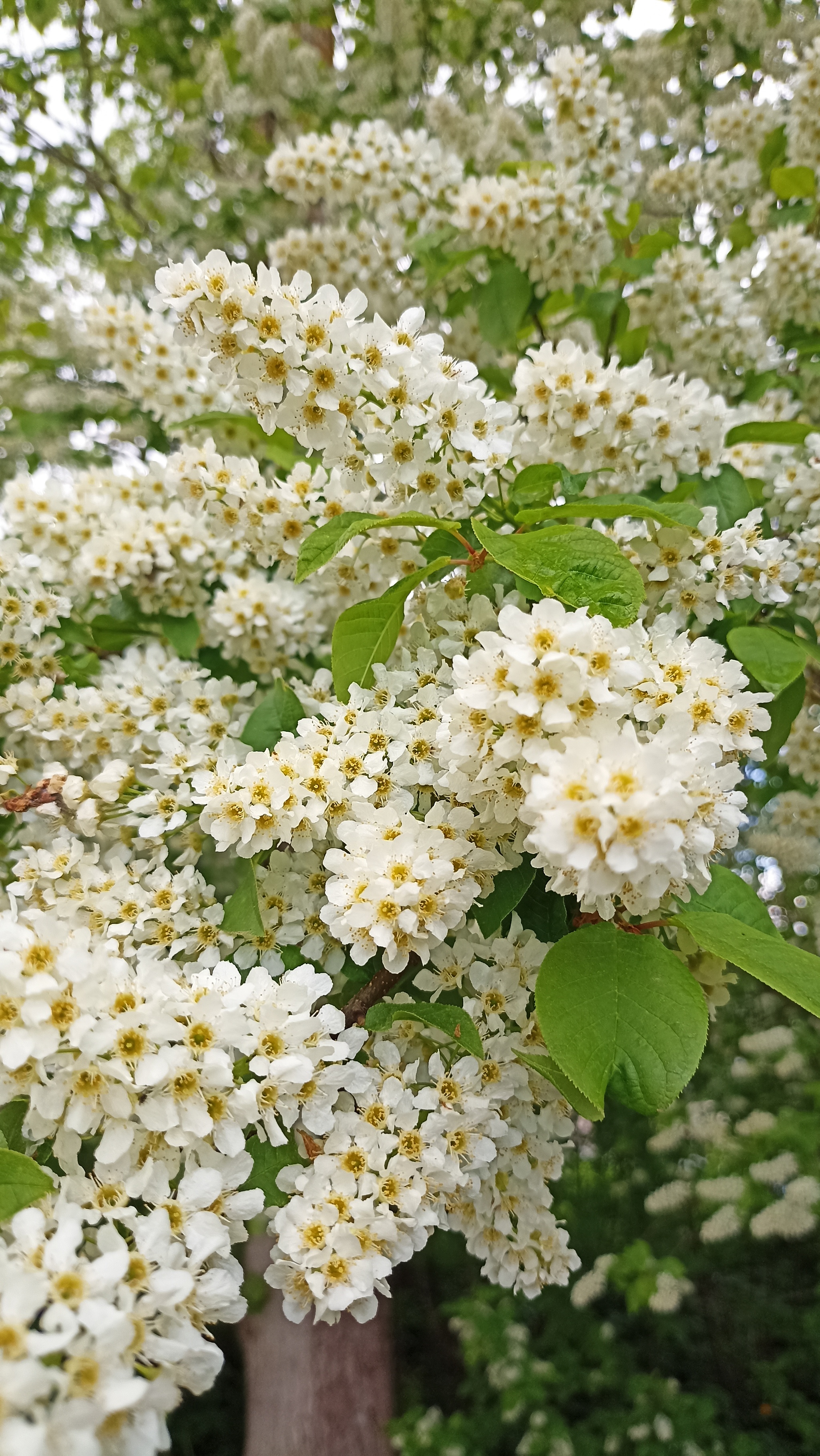 Черемуха | Пикабу