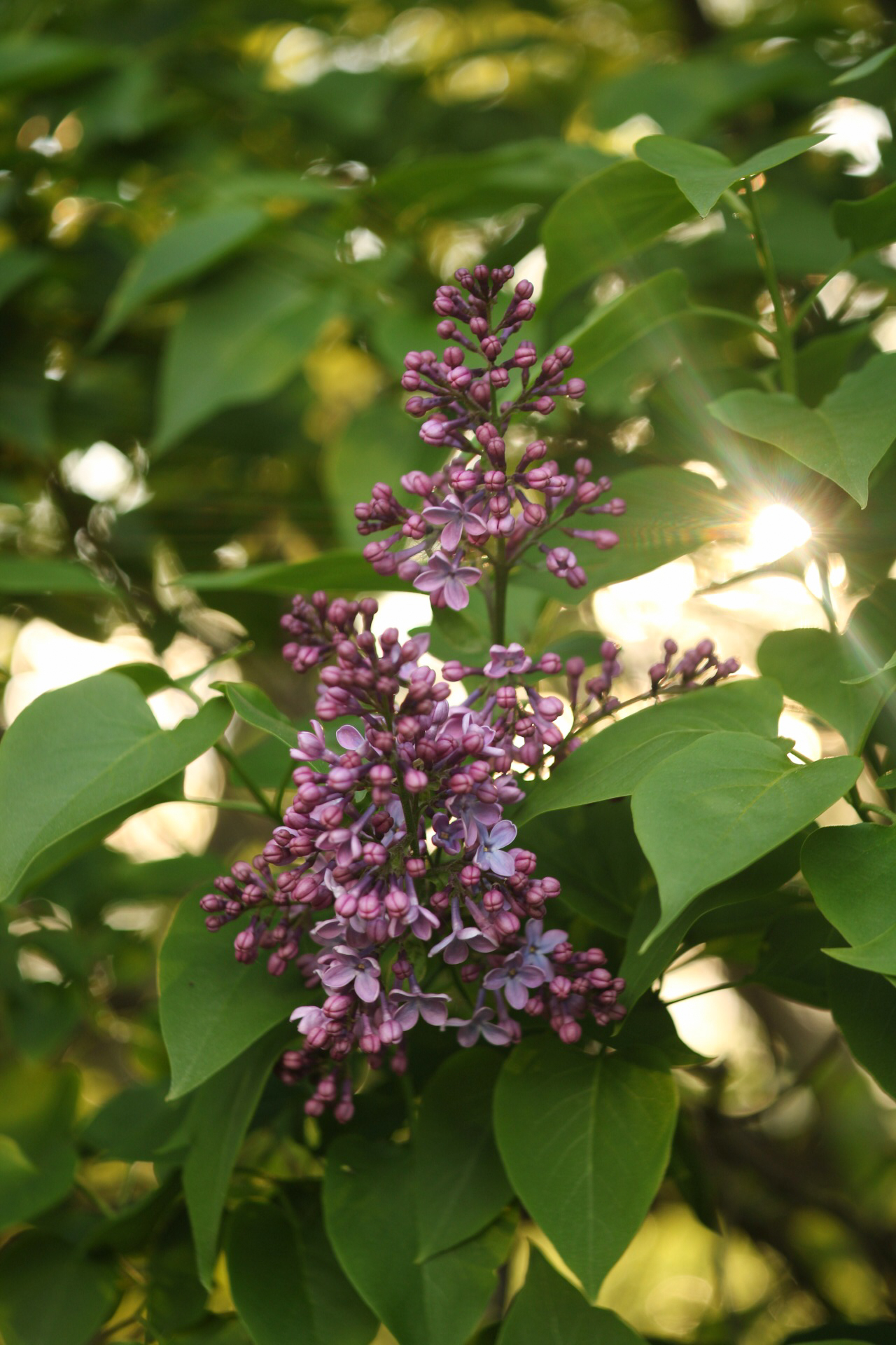 Сирень Lilac Sunday