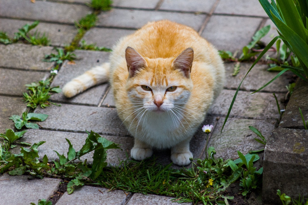 Дворянские кошки