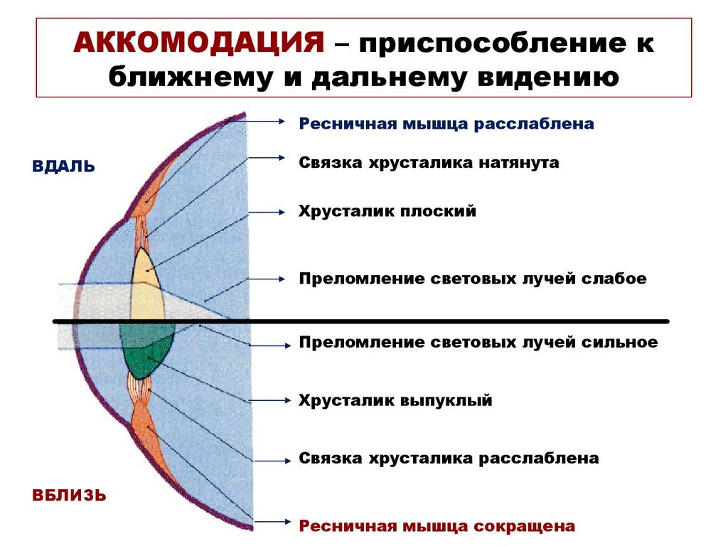 Пресбиопия или возрастная дальнозоркость, если выражаться немедицинским  языком | Пикабу