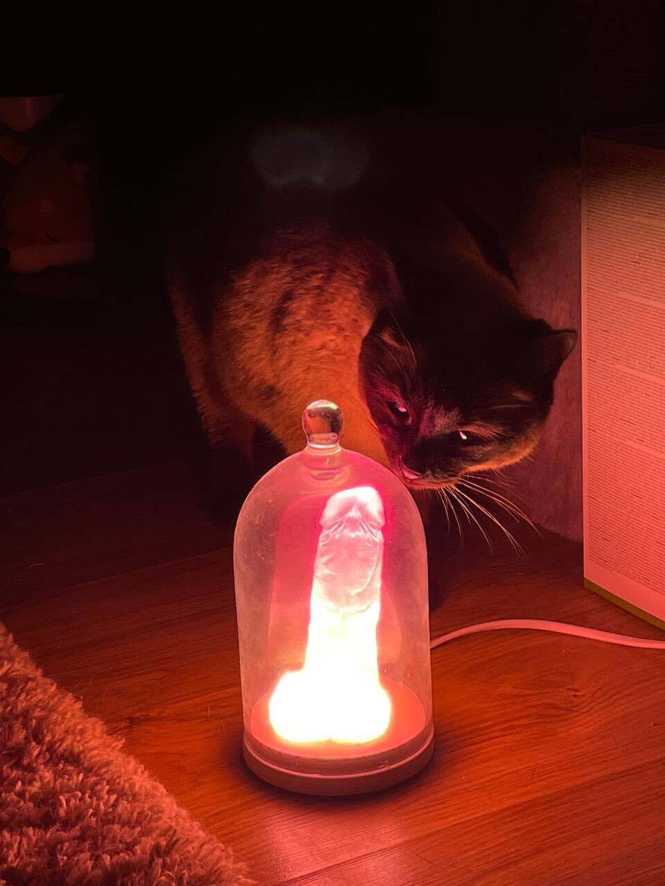 Cat lamp for adults - pikabu.monster