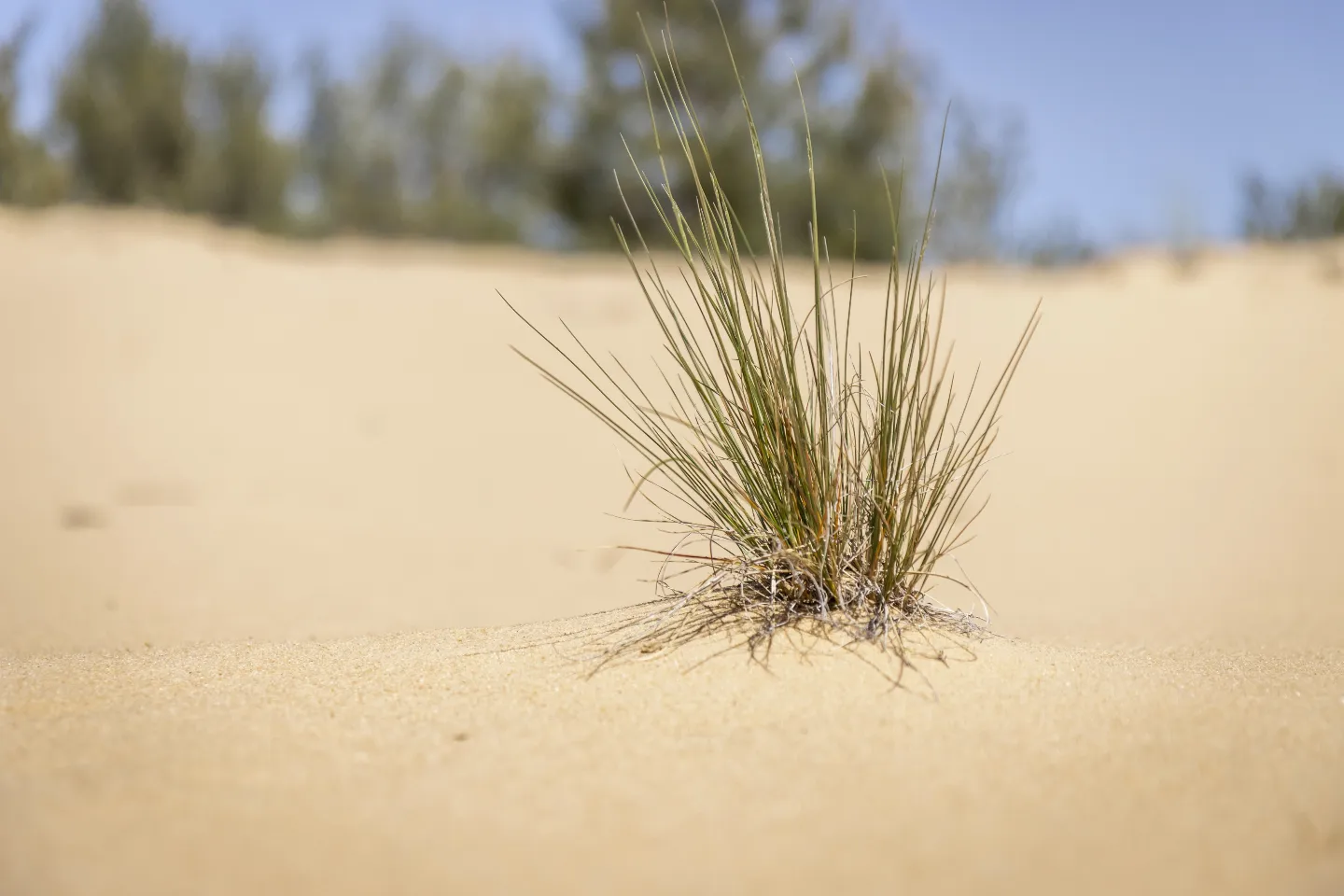 Донская сахара | Пикабу