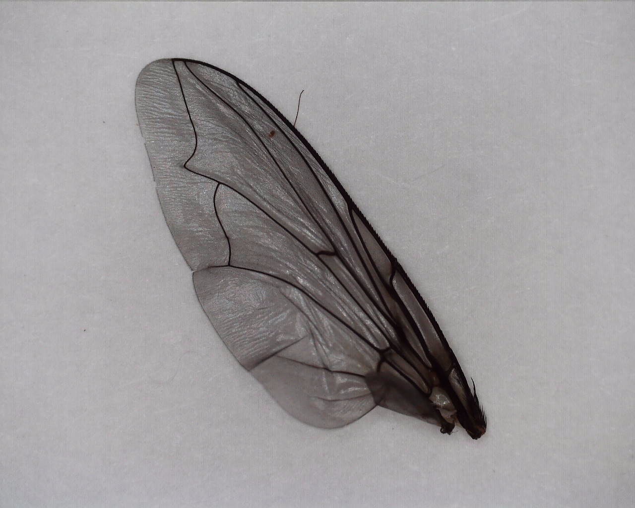 Крылья мухи схема. Крыло мухи под микроскопом. Муха под микроскопом. Крылья мухи из бумаги.