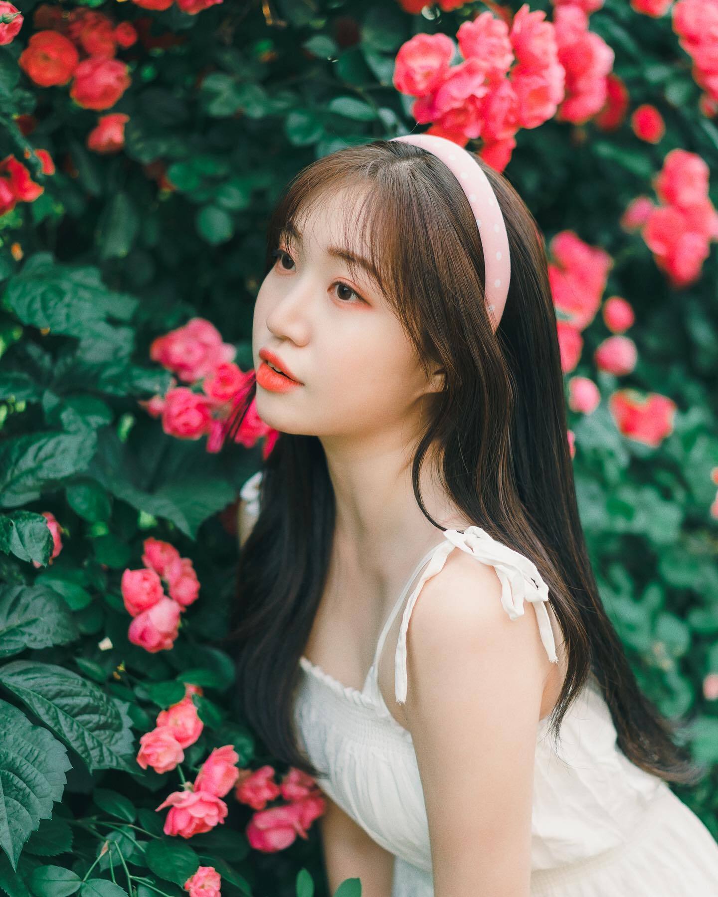 Pink rose | Пикабу