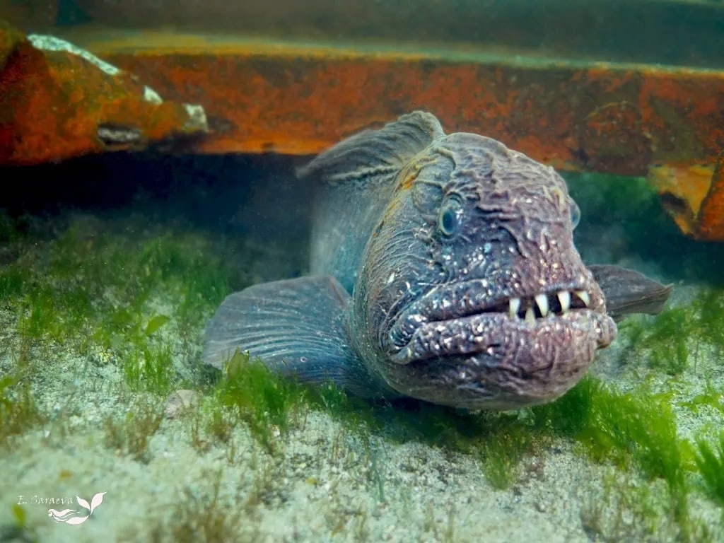 Страшно вкусная рыба - дальневосточная зубатка | Пикабу
