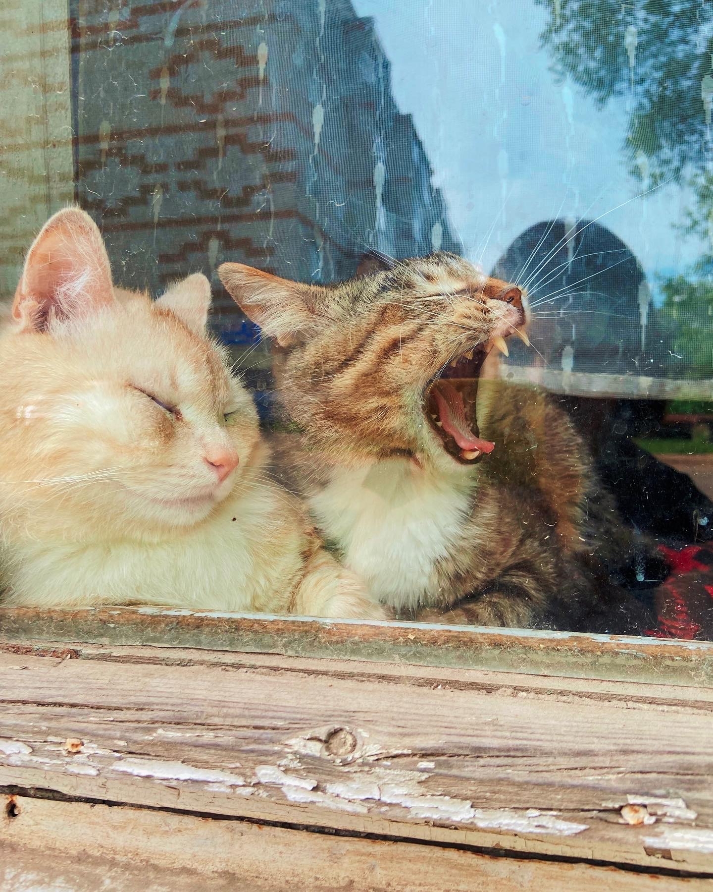 Боровские коты. Застала врасплох и сфоткала проходя мимо небольшого  частного дома | Пикабу