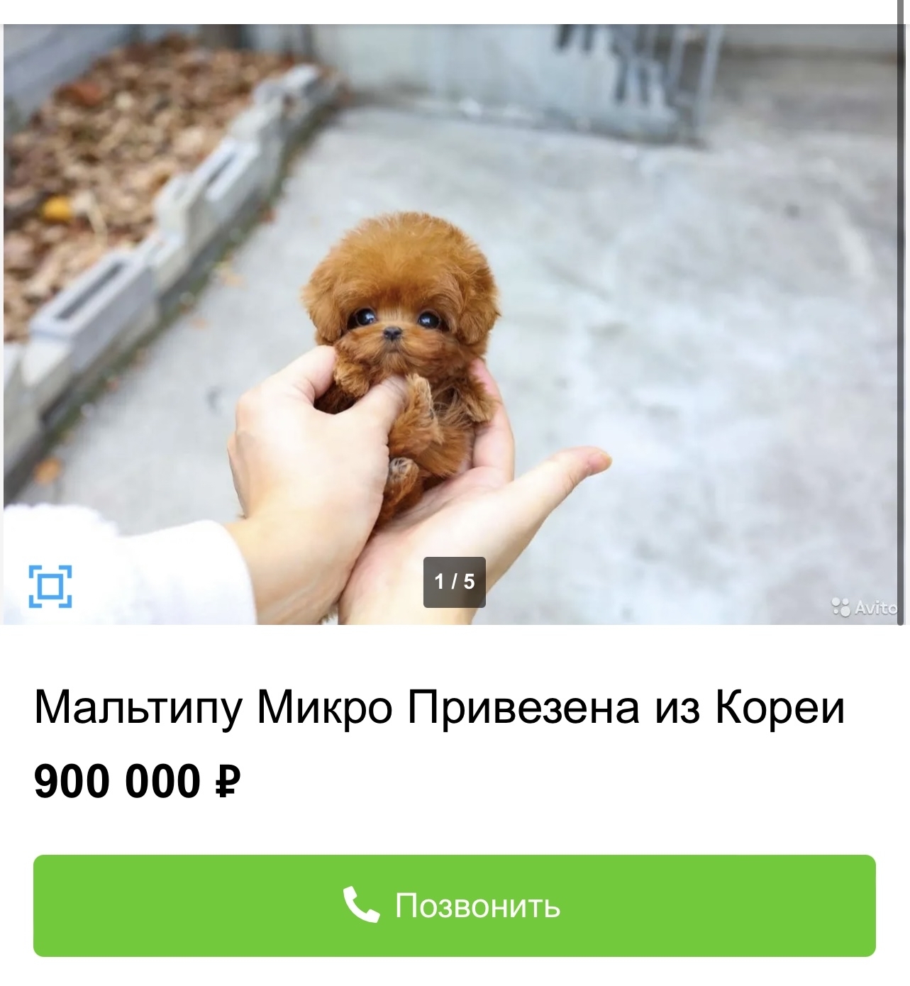 Нано псина за 900 000 рублей | Пикабу