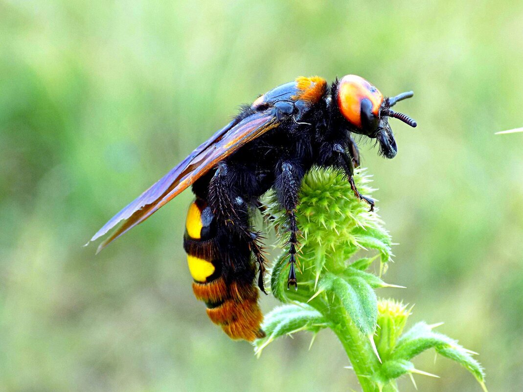 Пчёлы или осы, кто опаснее? | Пикабу