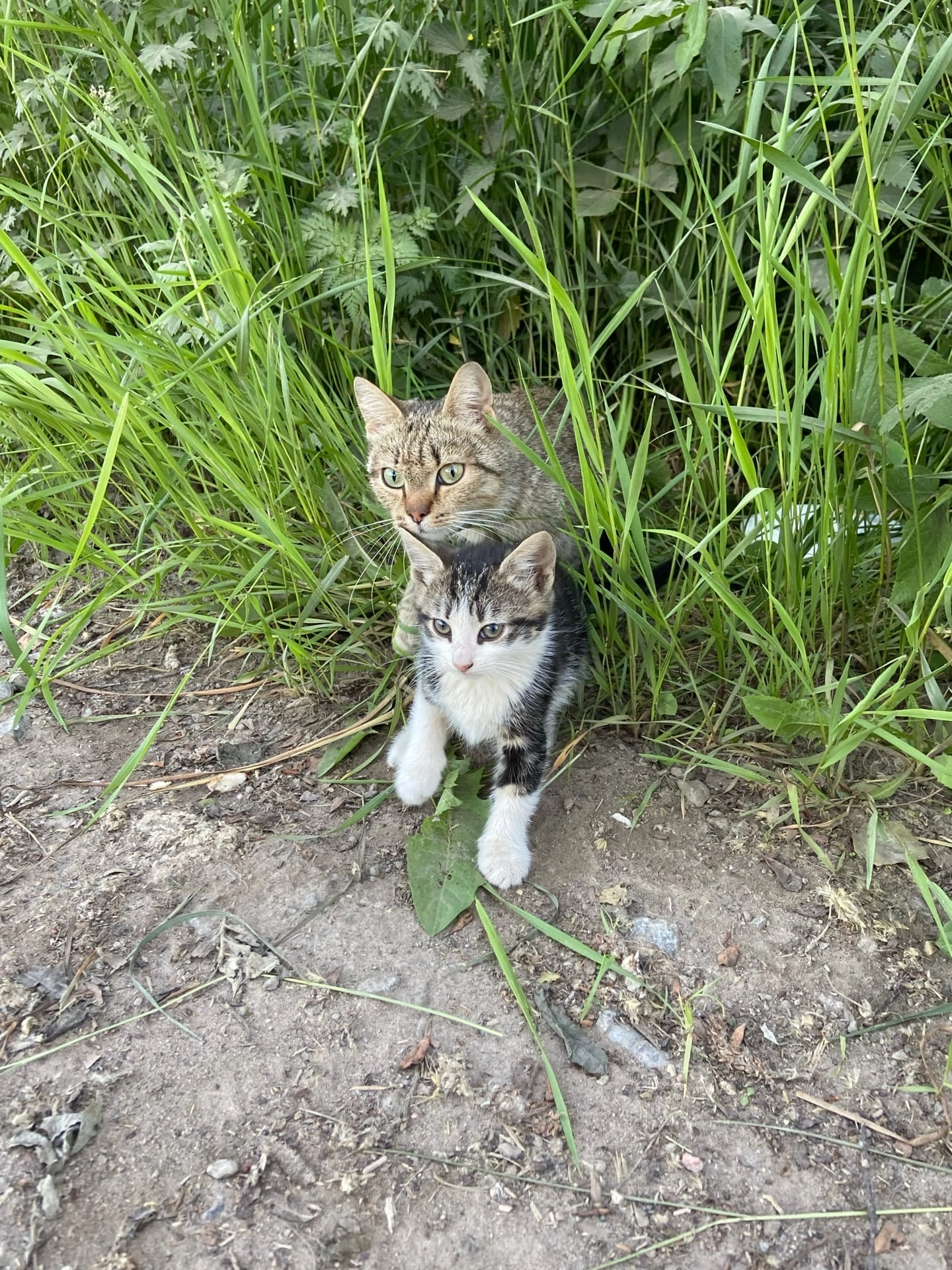 Привет из дома от котенка Линукса, которого летом в жару выкинули в поле |  Пикабу