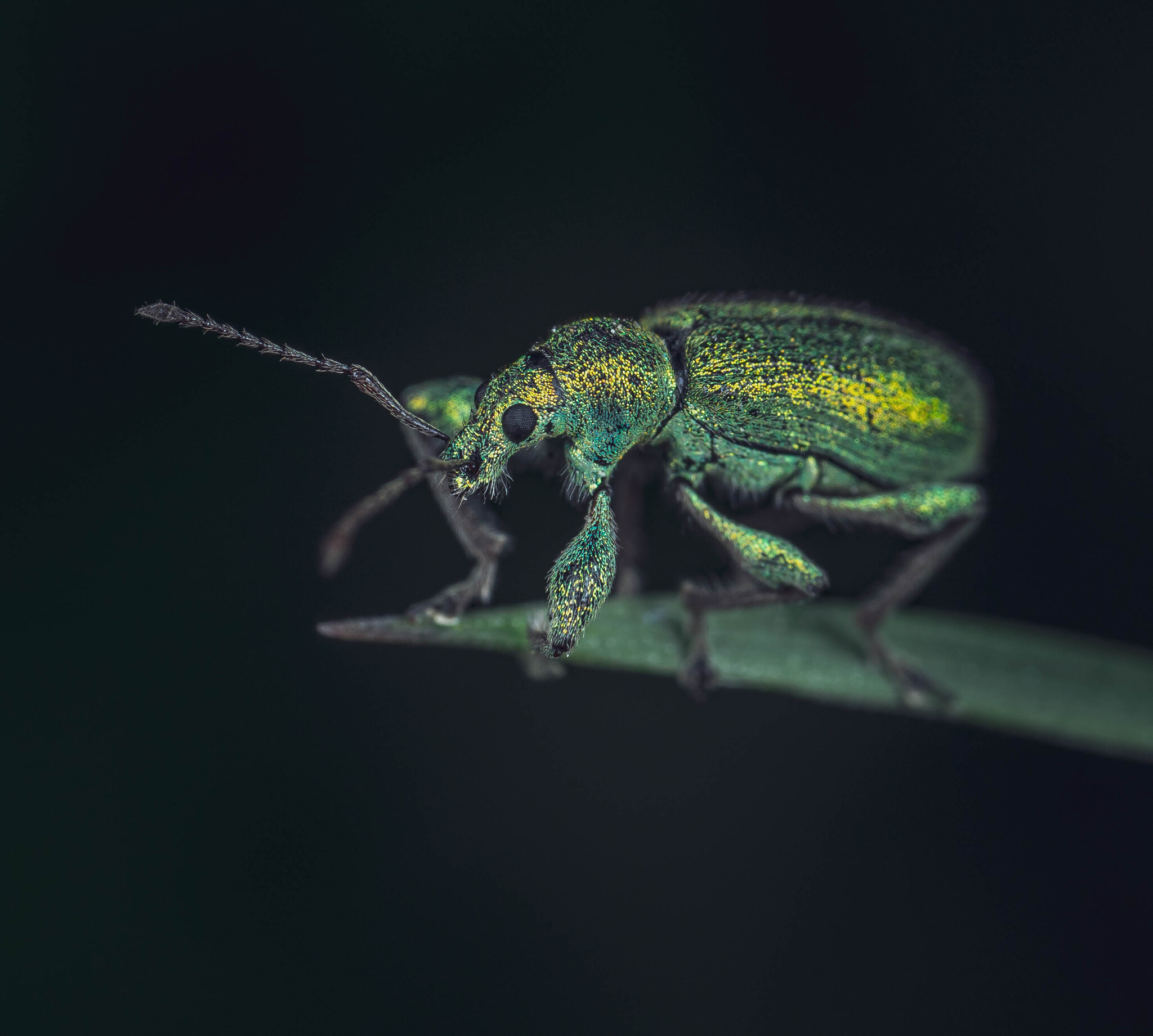 Долгоносик | Пикабу