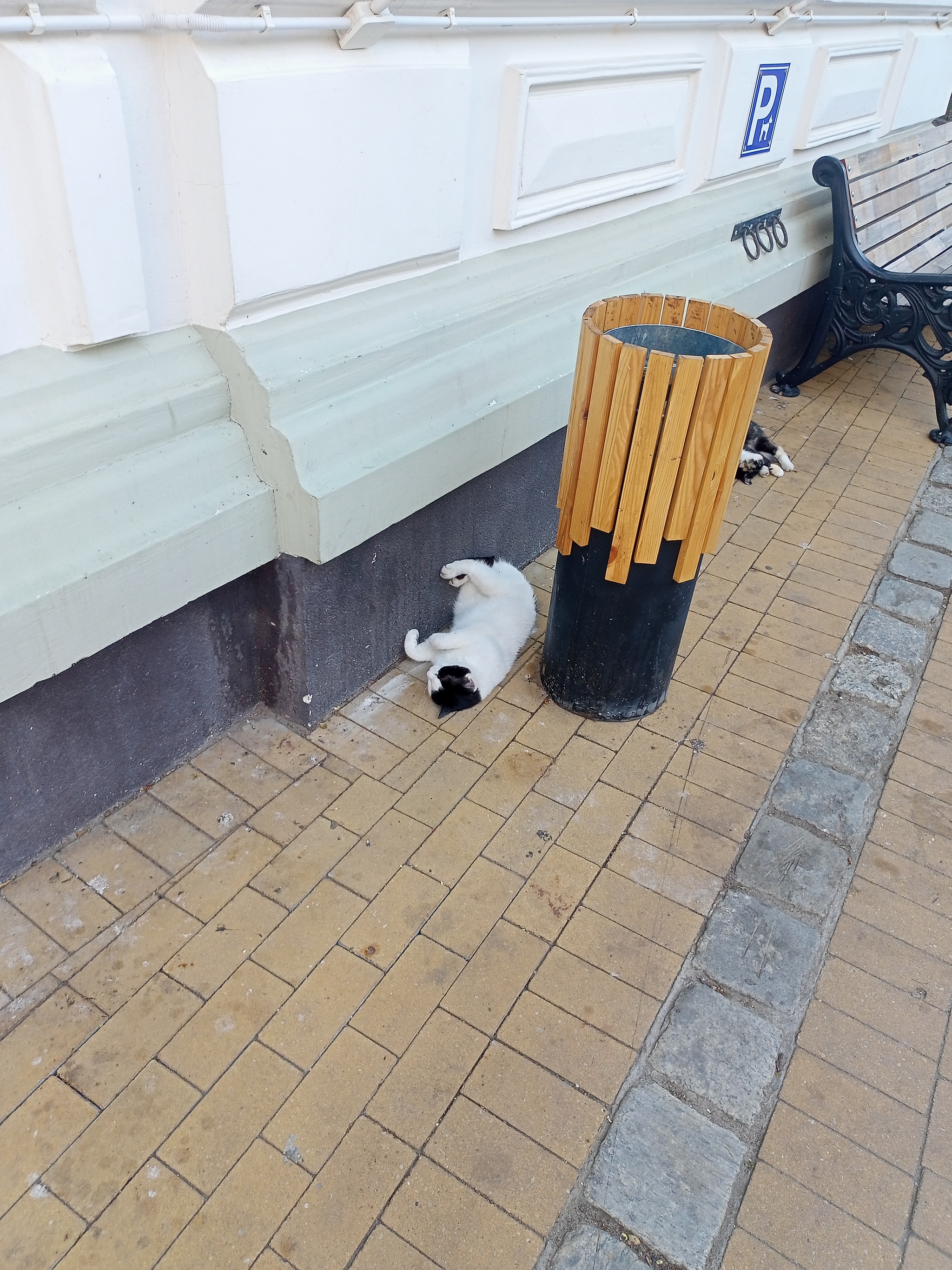 Коты Зеленоградска | Пикабу