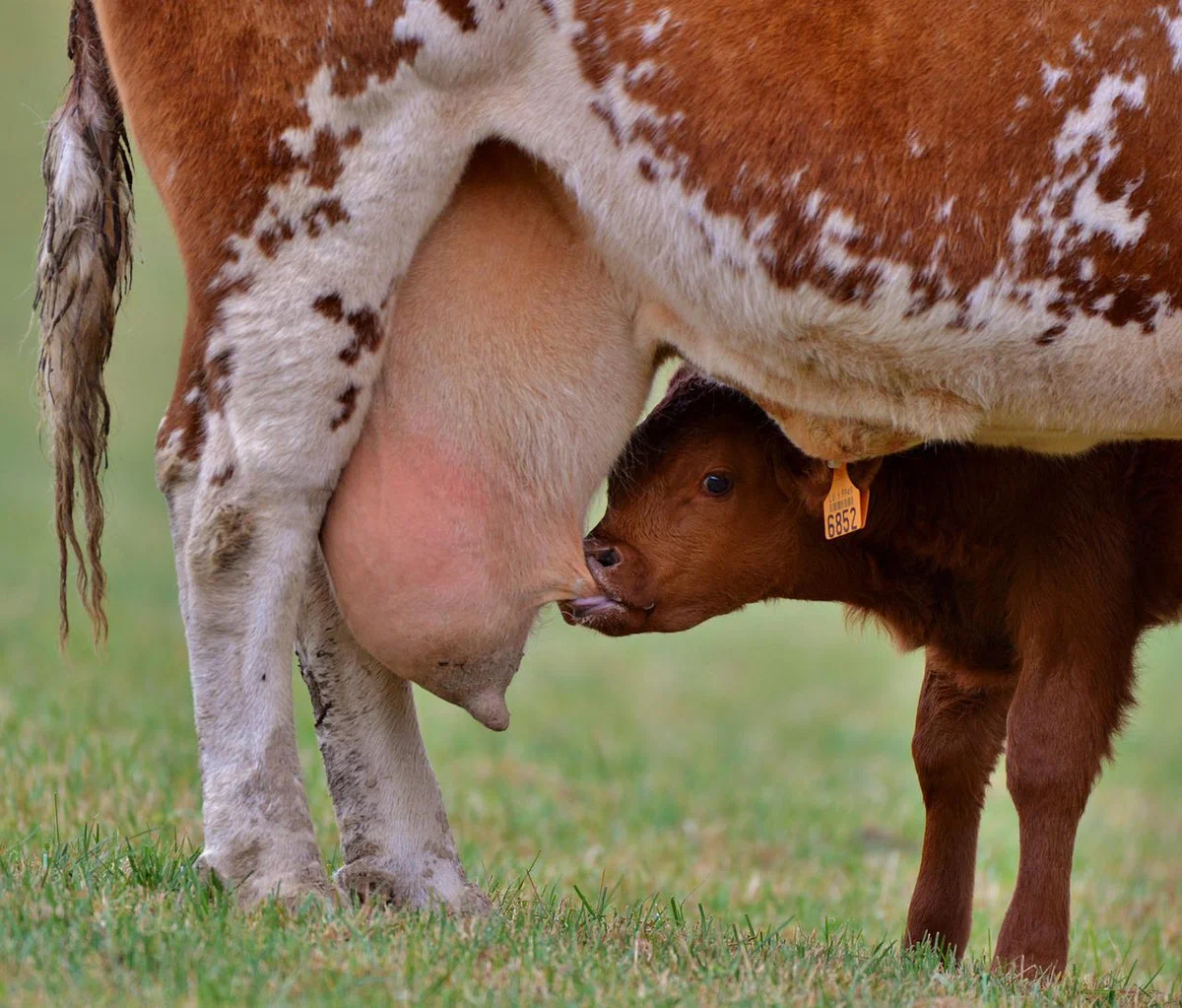 Почему у коровы горчит молоко: после отела, что делать, чем лечить, можно ли пить