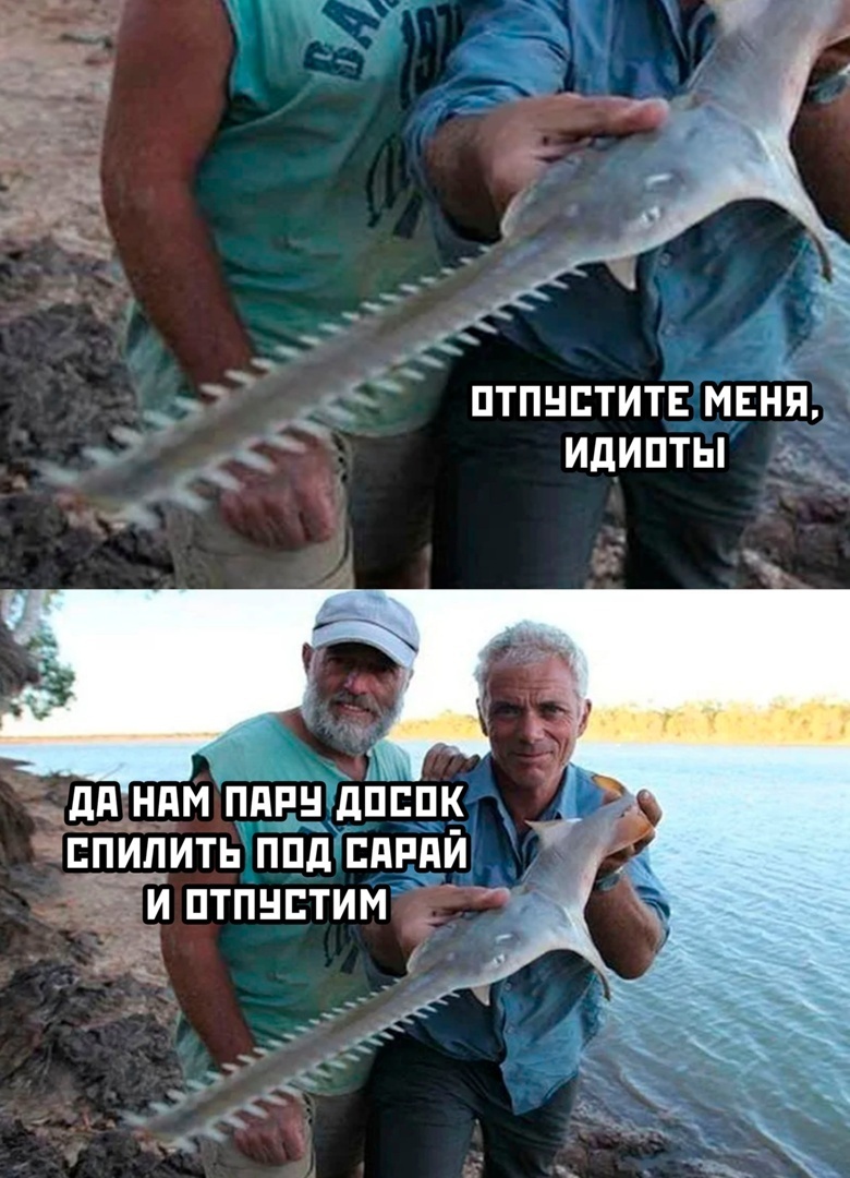 Рыба Пила Смешные Картинки